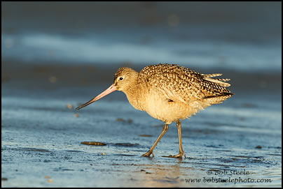 Marbled Godwit (Limosa fedoa)