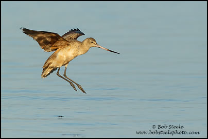 Marbled Godwit (Limosa fedoa)