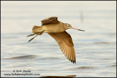 Marbled Godwit (Limosa fedoa)