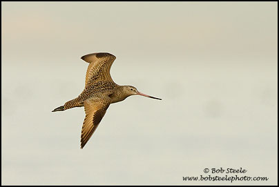 Marbled Godwit (Limosa fedoa)