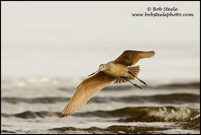 Marbled Godwit (Limosa fedoa)
