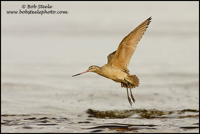 Marbled Godwit (Limosa fedoa)