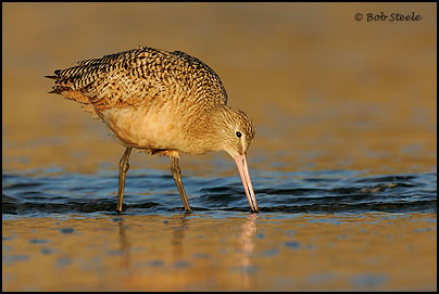 Marbled Godwit (Limosa fedoa)