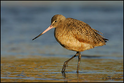 Marbled Godwit (Limosa fedoa)