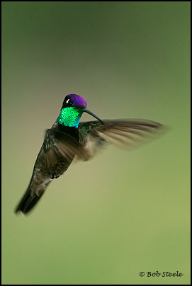 Magnificent Hummingbird (Eugenes fulgens)