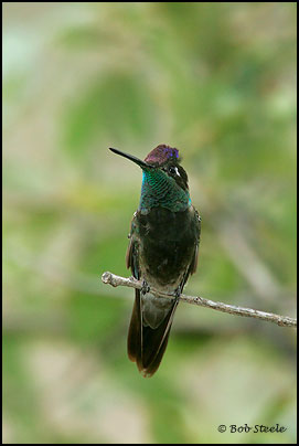 Magnificent Hummingbird (Eugenes fulgens)