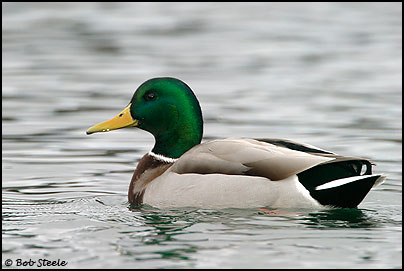Mallard (Anas platyrhynchos)