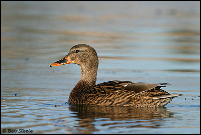 Mallard (Anas platyrhynchos)