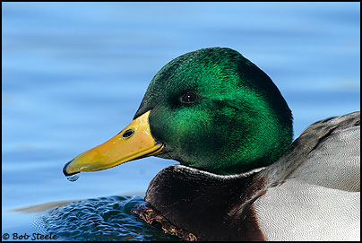 Mallard (Anas platyrhynchos)
