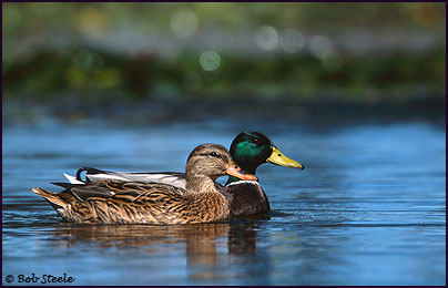 Mallard (Anas platyrhynchos)