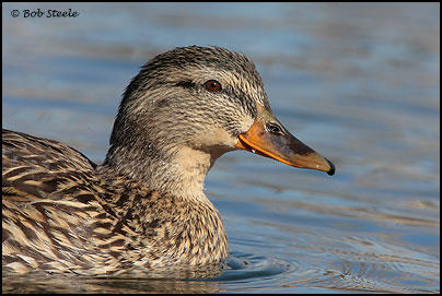 Mallard (Anas platyrhynchos)