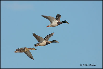 Mallard (Anas platyrhynchos)