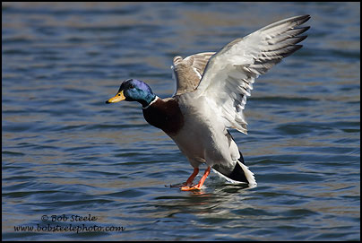 Mallard (Anas platyrhynchos)