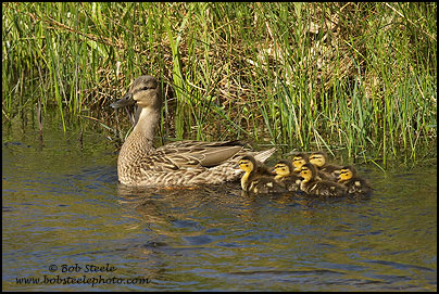 Mallard (Anas platyrhynchos)