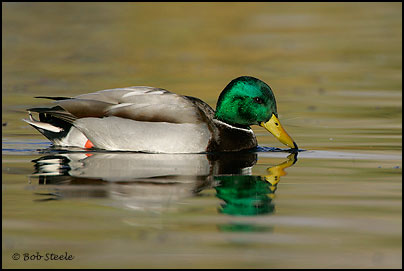Mallard (Anas platyrhynchos)