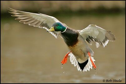 Mallard (Anas platyrhynchos)