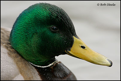 Mallard (Anas platyrhynchos)