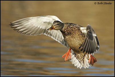 Mallard (Anas platyrhynchos)