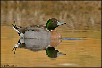 Mallard X Northern Pintail Hybrid (Anas platyrhynchos X Anas acuta)