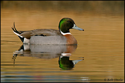 Mallard X Northern Pintail Hybrid (Anas platyrhynchos X Anas acuta)