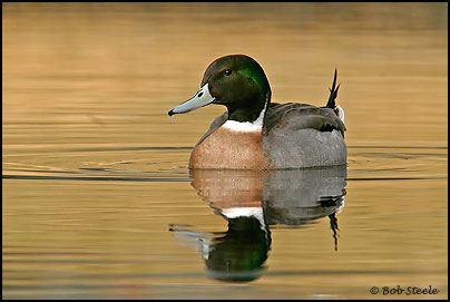 Mallard X Northern Pintail Hybrid (Anas platyrhynchos X Anas acuta)