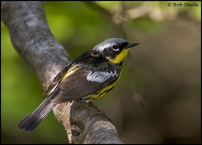 Magnolia Warbler (Dendroica magnolia)