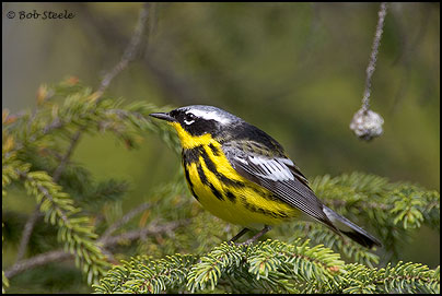 Magnolia Warbler (Dendroica magnolia)