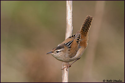 Marsh Wren (Cistothorus palustris)