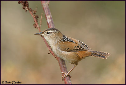 Marsh Wren (Cistothorus palustris)