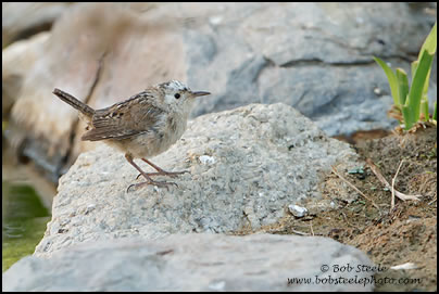 Marsh Wren (Cistothorus palustris)