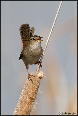 Marsh Wren (Cistothorus palustris)