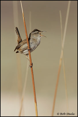 Marsh Wren (Cistothorus palustris)