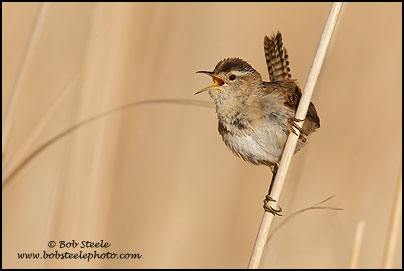 Marsh Wren (Cistothorus palustris)