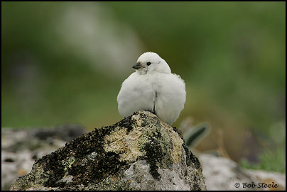 McKay's Bunting (Plectrophenax hyperboreus)