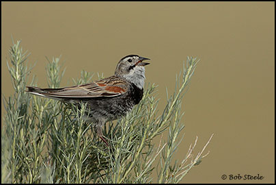 McCown's Longspur (Calcarius mccownii)