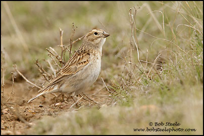 McCown's Longspur (Calcarius mccownii)