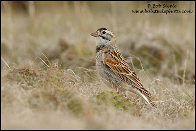 McCown's Longspur (Calcarius mccownii)