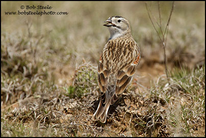 McCown's Longspur (Calcarius mccownii)