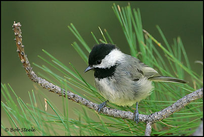 Mexican Chickadee (Poecile sclateri)