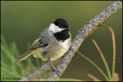 Mexican Chickadee (Poecile sclateri)