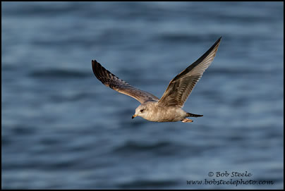 Mew Gull (Larus canus)