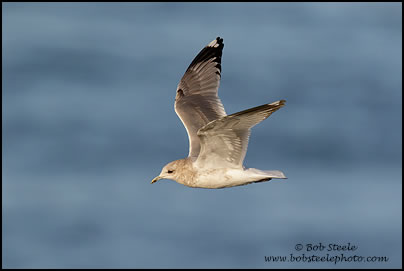 Mew Gull (Larus canus)