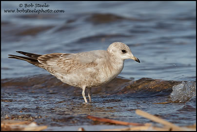 Mew Gull (Larus canus)