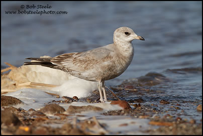 Mew Gull (Larus canus)