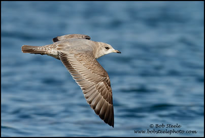 Mew Gull (Larus canus)