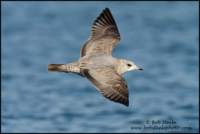 Mew Gull (Larus canus)