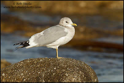 Mew Gull (Larus canus)