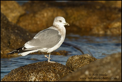 Mew Gull (Larus canus)