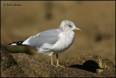 Mew Gull (Larus canus)