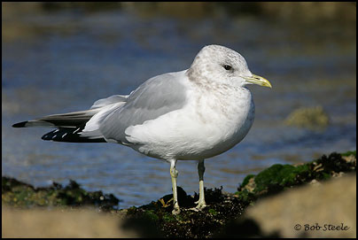 Mew Gull (Larus canus)